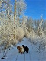 2016-01-21 Robin o Claudio på promenad i skogen i Björkeberg 8 s.jpg