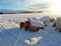 2016-01-21 Robin på promenad på Hässelbygärdet s.jpg