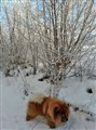 2016-01-21  Robin på promenad i skogen i Björkeberg s.jpg