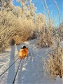 2016-01-21 på promenad i skogen i Björkeberg 1s.jpg