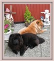 Aslan och Simba Sommaren 2010 kopiera.jpg