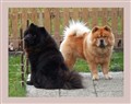 Aslan och Simba sommaren 2012 k.jpg