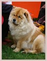 Isolde  2  KM 2012 A.jpg
