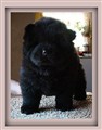 MIng Bear Midnight Jamesession 7 veckor M kopiera.jpg