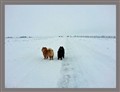 Robin o Claudio på promenad 2015-02-05 hs.jpg