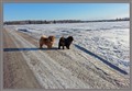 Robin och Claudio på grusvägen 2014-01-21 H.jpg