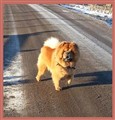 Robin på promenad 5 januari 2013.jpg