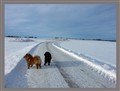 Solig promenad med Robin o Claudio 2015-02-05 hs.jpg